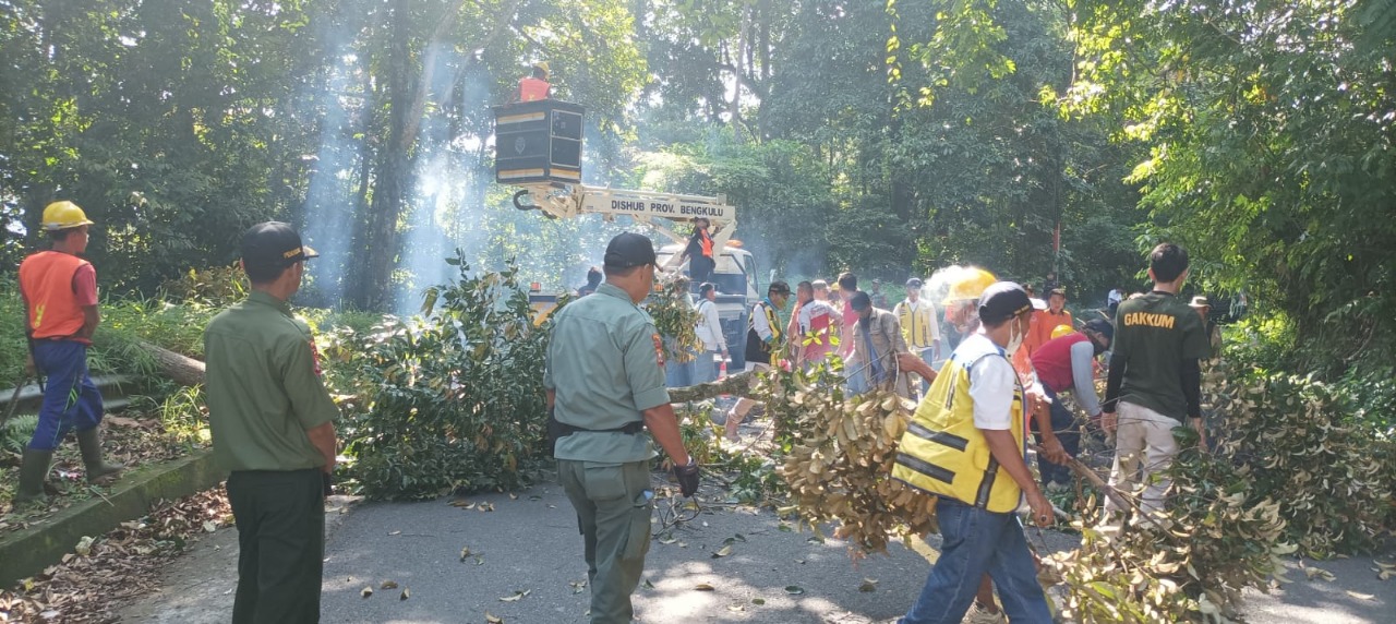Pemangkasan Pohon Rawan Tumbang di Kepahiang Terancam Batal