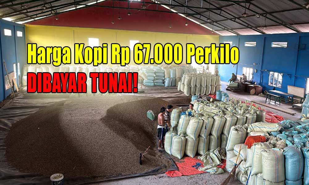 Harga Kopi Rp 67 Ribu Perkilo, Toke Kopi Kepahiang Satu Ini Siap Tampung Penjualan Kopi Grade A, Dibayar Cash!