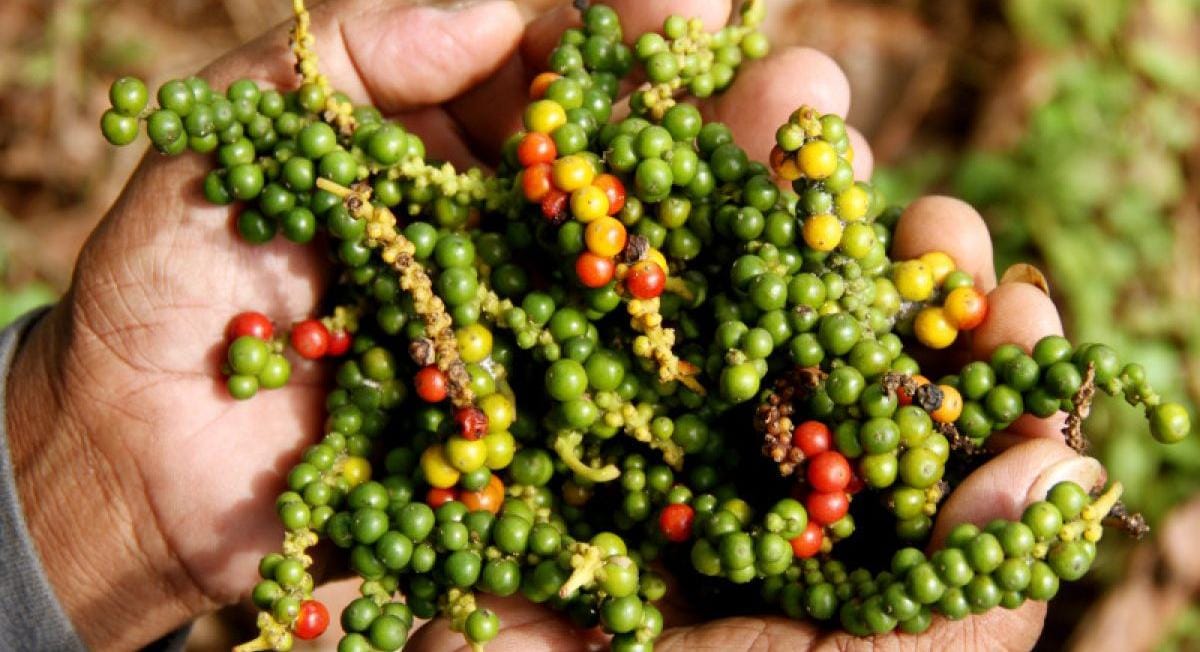 Harga Kopi Turun Terus, Harga Lada Terbaru Kian Meroket, Cek Sekarang!