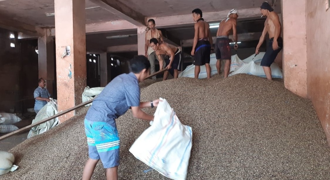Naik Lagi, Harga Kopi di Kepahiang Mencapai Rp62 ribu Perkilogram