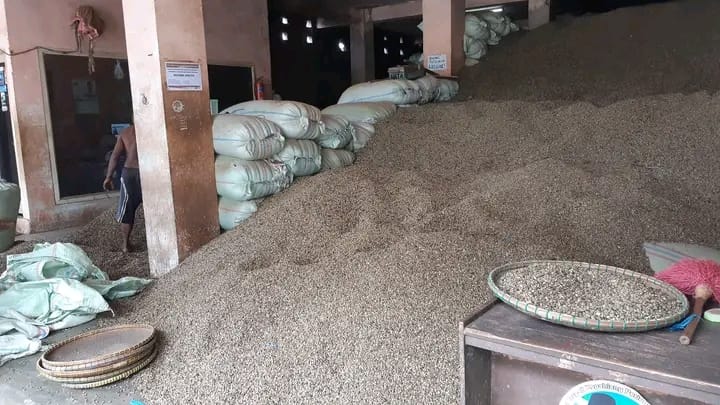 Turun Sejak 2 Hari Lalu, Update Harga Kopi di Kepahiang Hari Ini Masih Konsisten