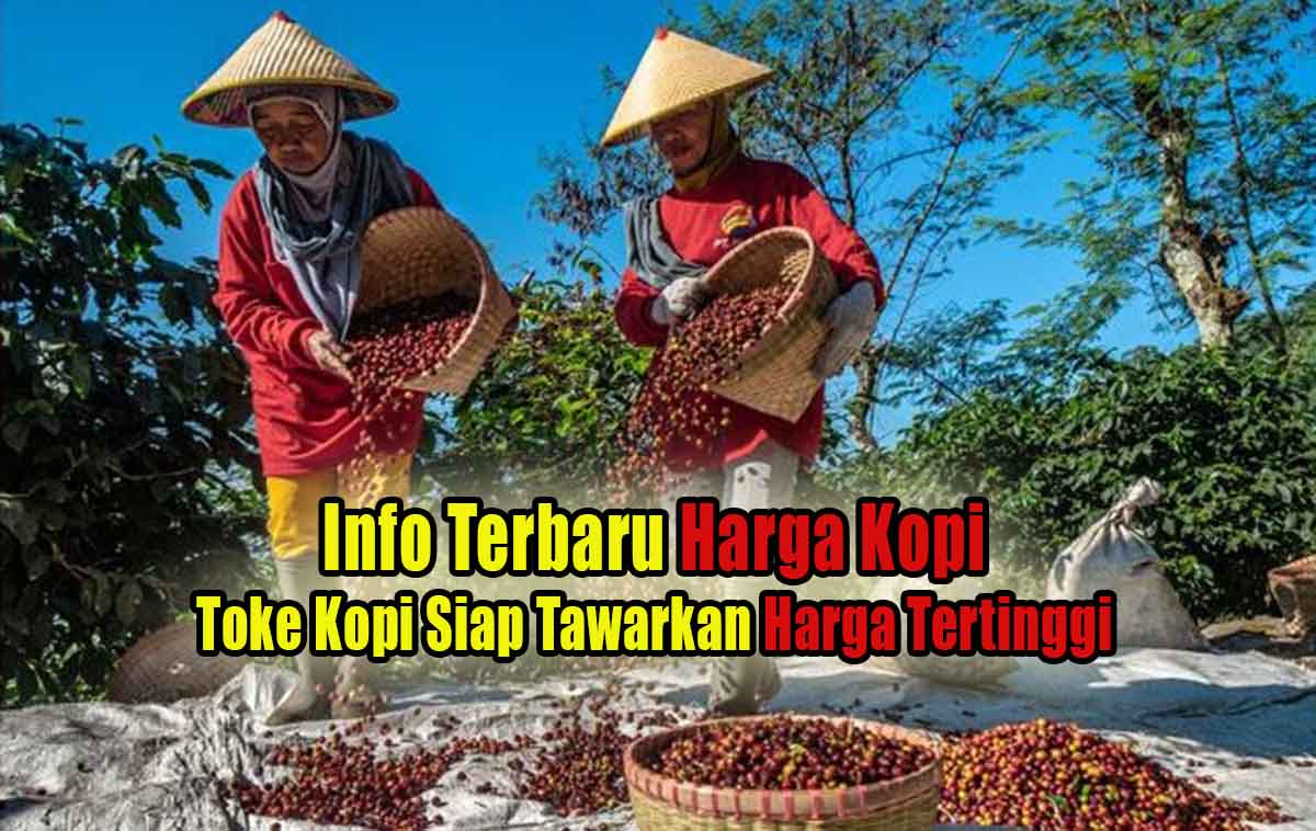 Sudah 4 Hari Harga Kopi di Kepahiang Bertahan Segini, Pembeli Siap Tawarkan Petani Kopi Harga Tertinggi