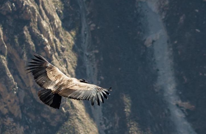Heboh! Beredar Video Penampakan Burung Garuda Berukuran Sangat Besar