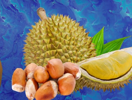 Bukan Hanya Dagingnya, Biji Durian Juga Menyimpan Rahasia Untuk Kekuatan Tulang Otot dan Gigi