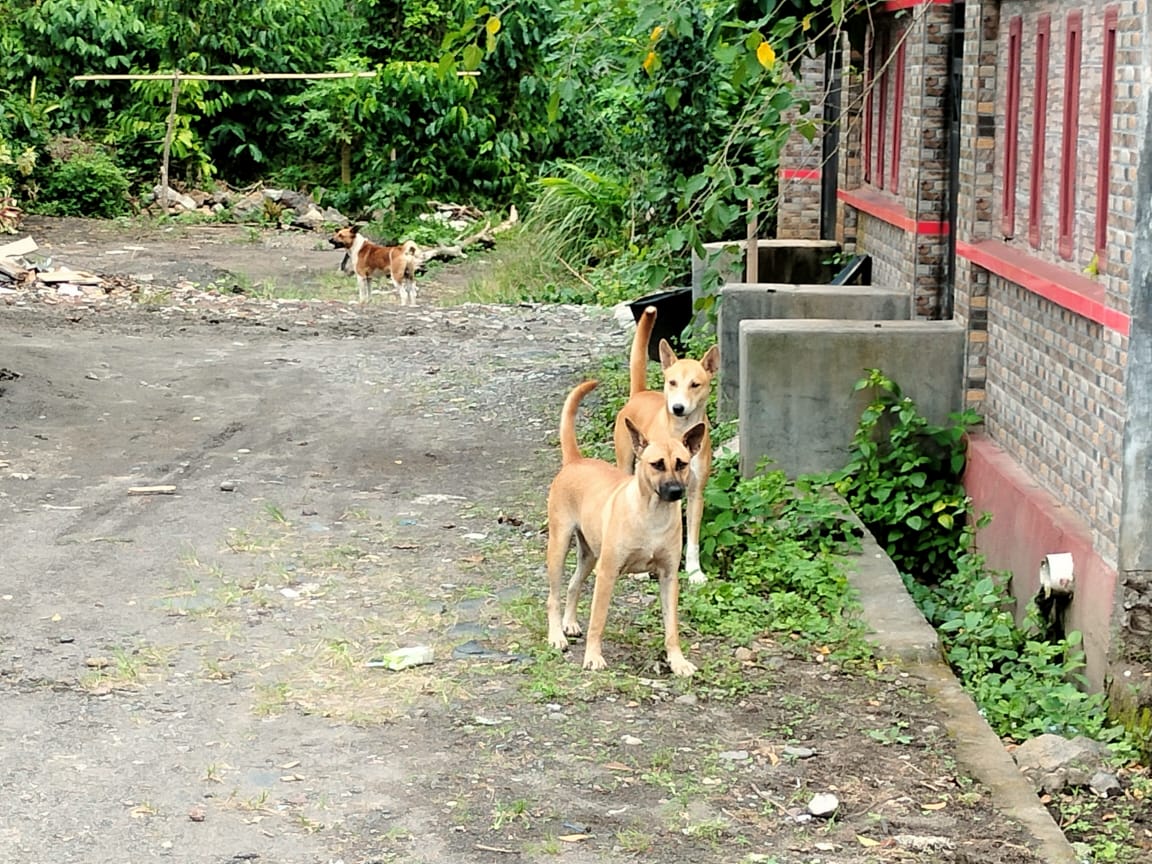 Teror Anjing Diduga Rabies di Kepahiang, 7 Warga Jadi Korban dalam Sehari