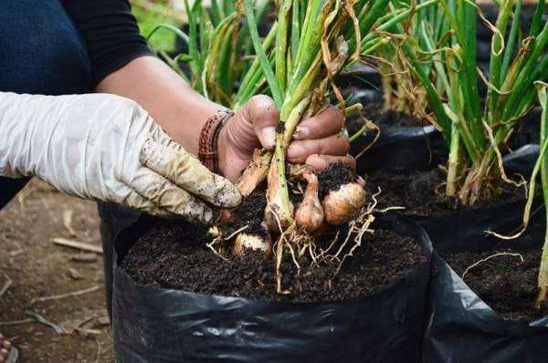 Cara Menanam Bawang Putih di Polybag agar Umbi Besar, Ternyata Ini Rahasia Suksesnya!  