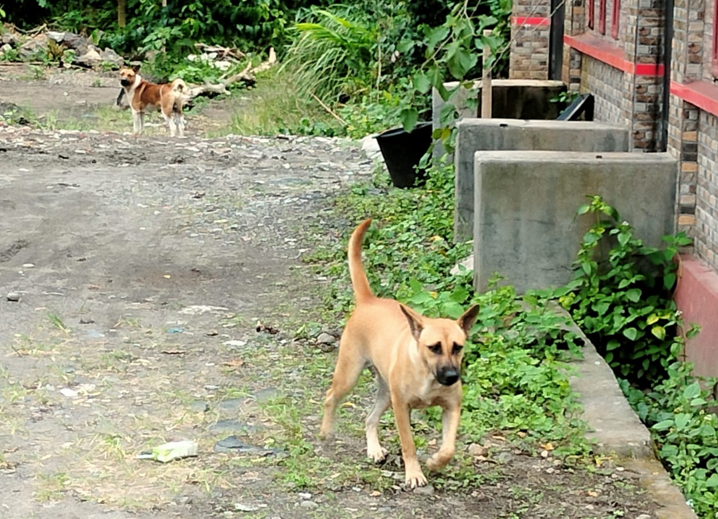 WASPADA! Dalam Sehari 15 Warga Muara Kemumu Digigit Anjing Gila