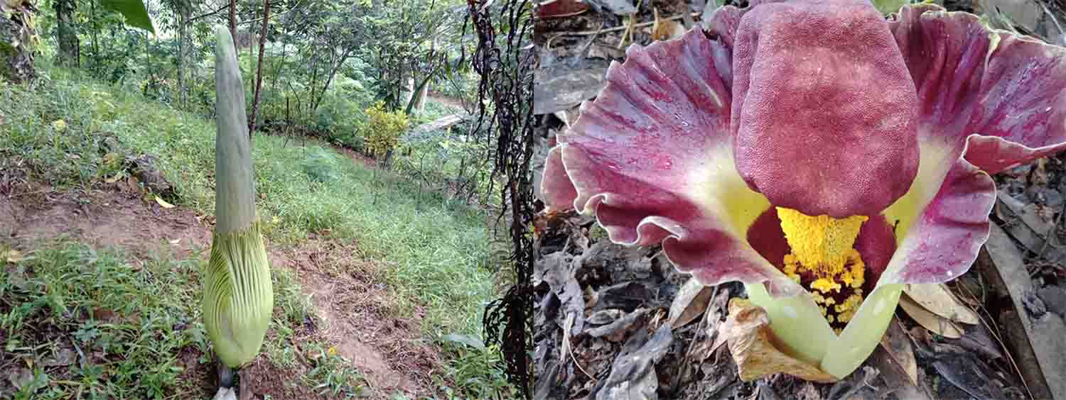 Dua Jenis Bunga Bangkai Mekar di Taman Konservasi di Kepahiang 