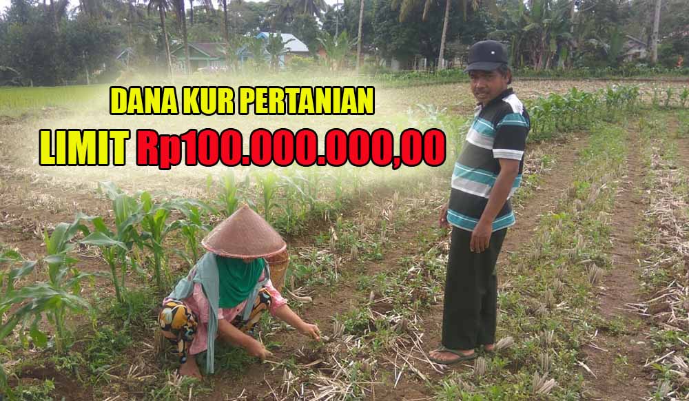 Petani Sumringah! Bisa Pinjam Dana KUR Pertanian Limit Rp100.000.000 Diberi Keringanan Pemerintah