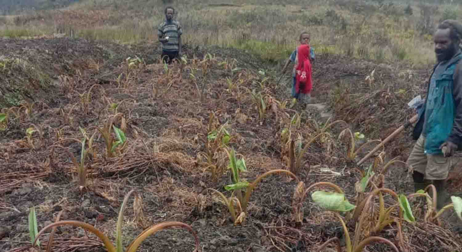 Papua Dilanda Kekeringan, Ini Upaya Penanganan Yang Dirancang Pemerintah!