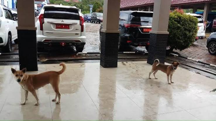 Waspada HPR, Sudah 40 Warga Kepahiang Digigit Anjing Liar!