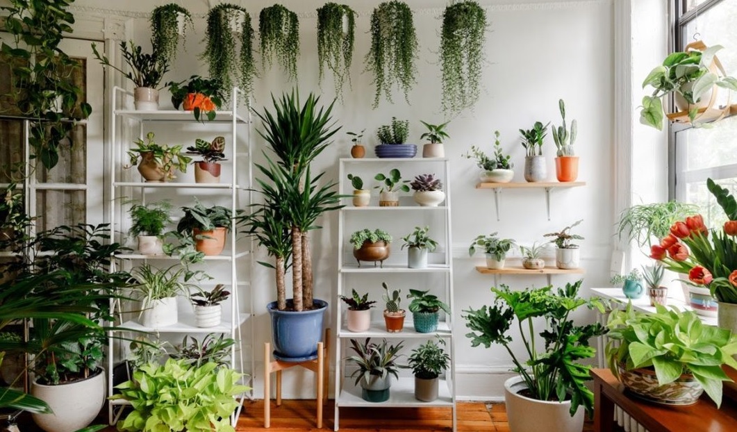 Benarkah Menempatkan Tanaman Dalam Rumah Berbahaya Saat Malam Hari, Simak Baik-Baik!