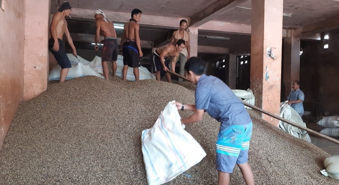 Gawat! Harga Kopi di Kepahiang Turun Lagi