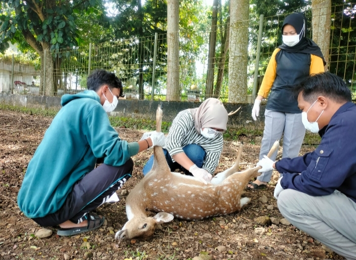 Soal 4 Rusa Mati di Kantor Bupati Kepahiang, Ini Kata Dokter Hewan!