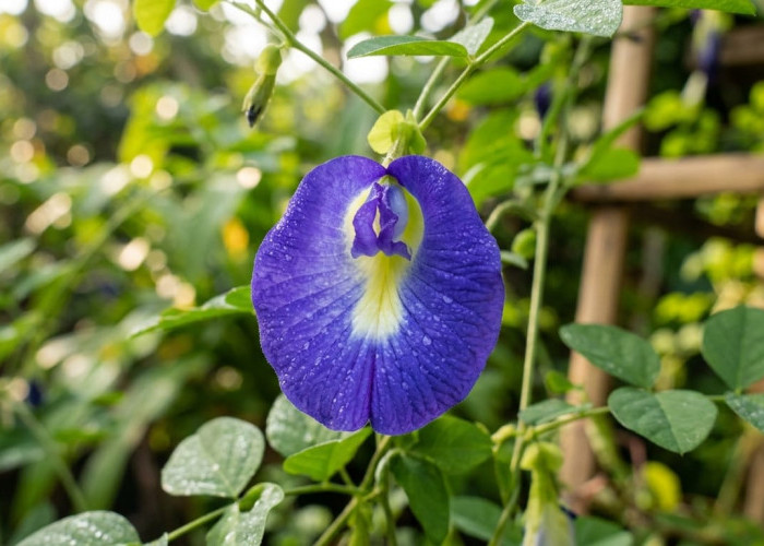 Bikin Sehat dan Kulit Cerah, Ini 5 Manfaat Kembang Telang