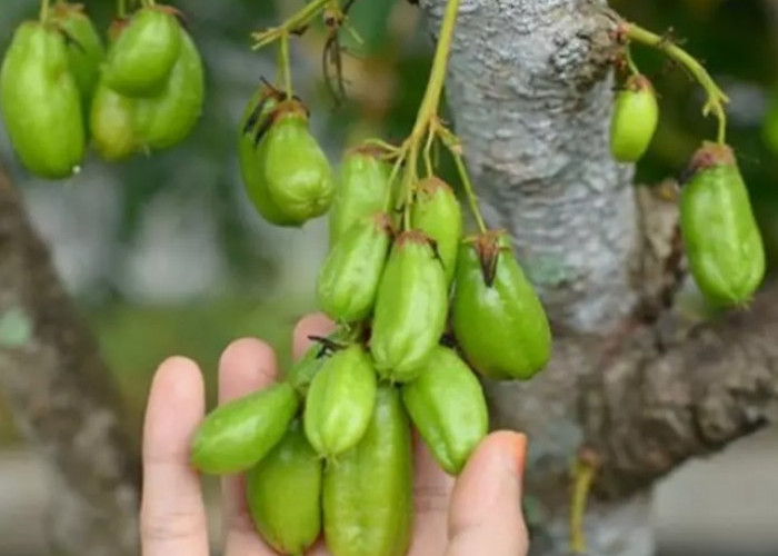 Belimbing Wuluh, Buah Asam yang Memiliki Segudang Manfaat Untuk Kesehatan