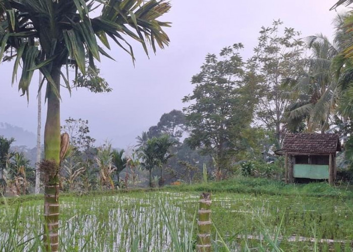Kepahiang Dapat Bantuan 25 Ton Benih Padi, Dongkrak Program LTT 1.000 Ha Sawah!