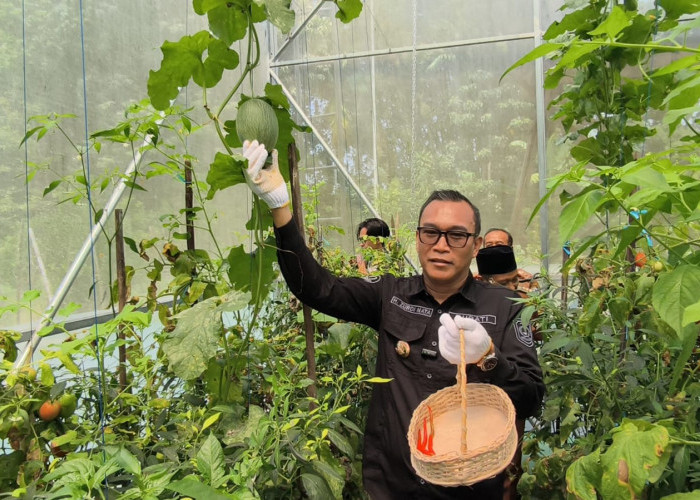 Bupati Kepahiang  Panen Perdana Cabai Hasil Smart Farming, Jadi Solusi Cuaca Ekstrem