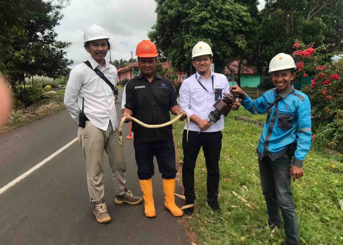 Ular Sebabkan Listrik Byar Pet