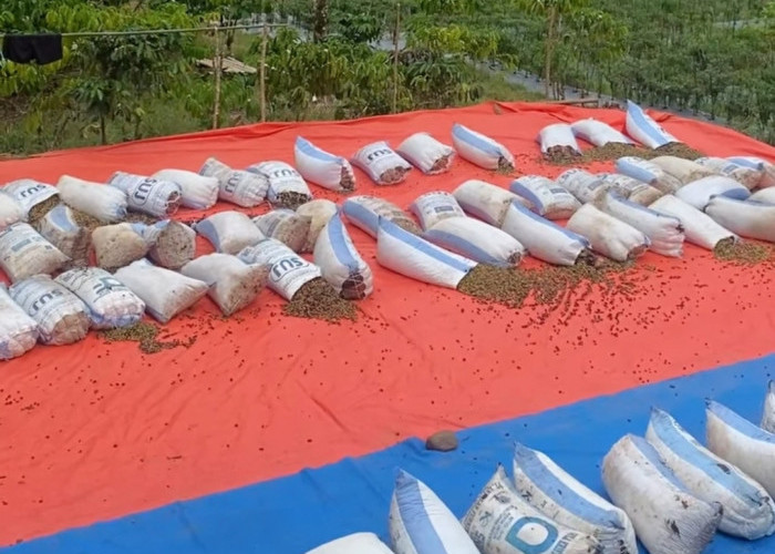 Musim Panen Tiba Petani Karang Anyar Berharap Harga Kopi Tetap Bertahan