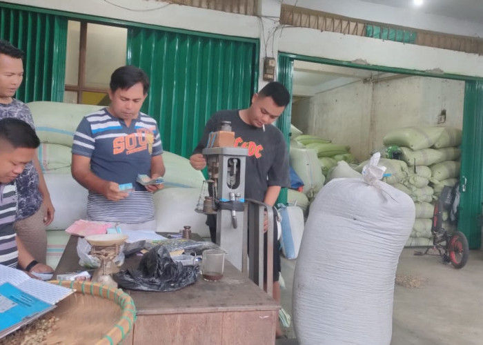 Alami Peningkatan, Kopi di Kepahiang Sentuh Harga Rp55 ribu untuk Kualitas Terbaik!