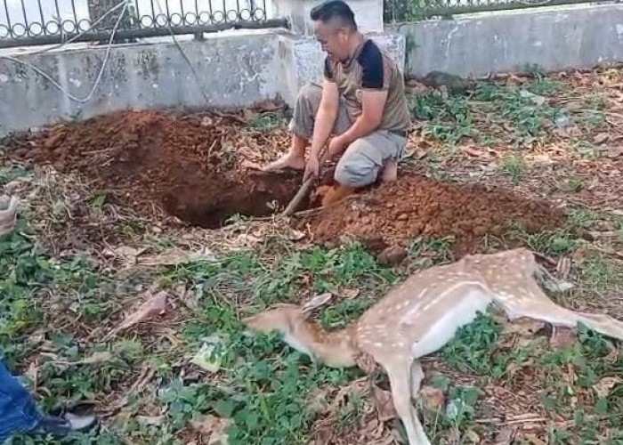 Disparpora Pastikan Rusa Mati Bukan Karena Kelaparan, Anggaran Pakan Nol!