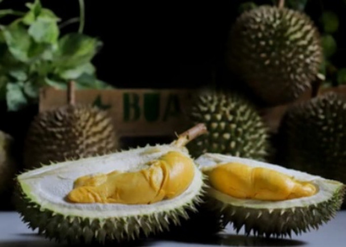 Apakah Benar Makan Durian Menyebabkan Kolestrol, Begini Penjelasannya!