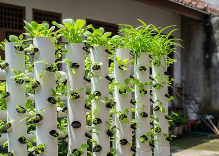 Kreatif dan Hemat Tempat, 5 Ide Kebun Sayur Minimalis Pakai Paralon
