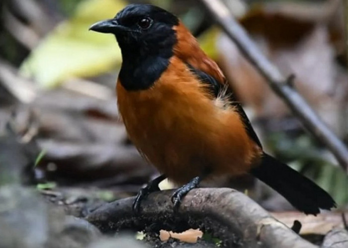 Penemuan Menakjubkan, Dua Spesies Burung di Papua Ternyata Beracun!