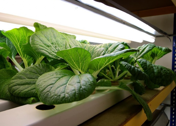 Ini 5 Jenis Tanaman Hidroponik, Sehat dan Aman Dikonsumsi