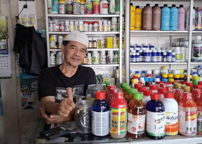 Mulai Sepi Pembeli, Harga Pupuk di Kepahiang Alami Lonjakan