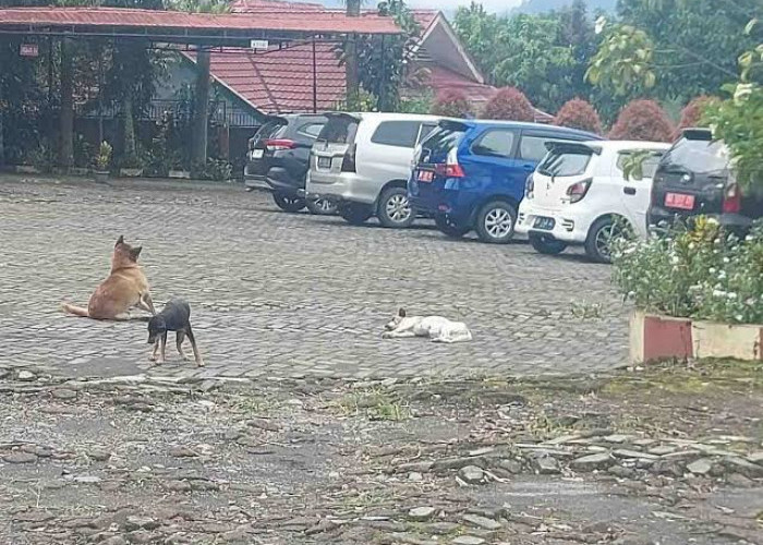 Stok Vaksin Kosong, Jumlah Populasi HPR di Kepahiang Mencapai 15 Ribu