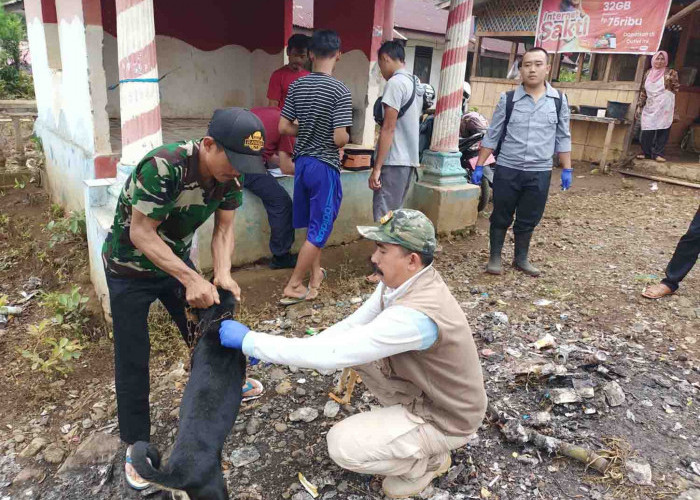 Gerakan Vaksinasi HPR Massal di Kepahiang Tertunda!