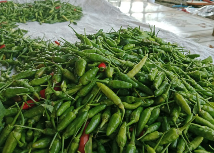 Harga Cabai Rawit Makin Pedas, di Kepahiang Capai Rp 75.000 per Kilogram