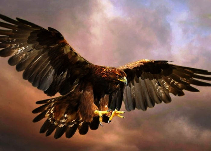 Penemuan Mengejutkan, Elang Jawa Satwa Ikonik yang Penampakannya Mirip Burung Garuda Pancasila