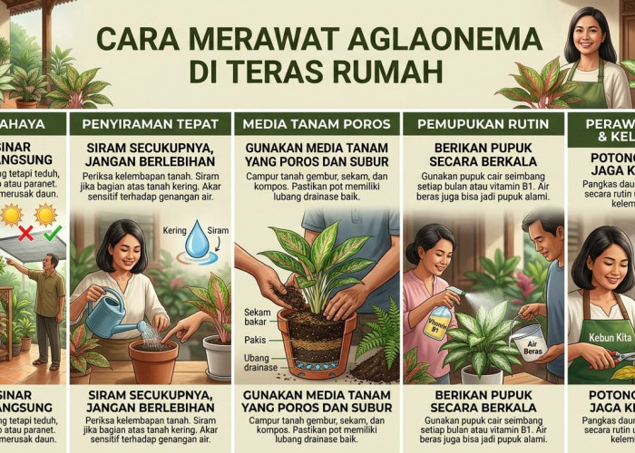 Tetap Subur dan Warnanya Cerah, 7 Cara Merawat Aglonema di Teras Rumah