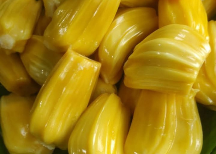 Buah Nangka: Si Kuning Manis yang Punya Segudang Manfaat untuk Tubuh