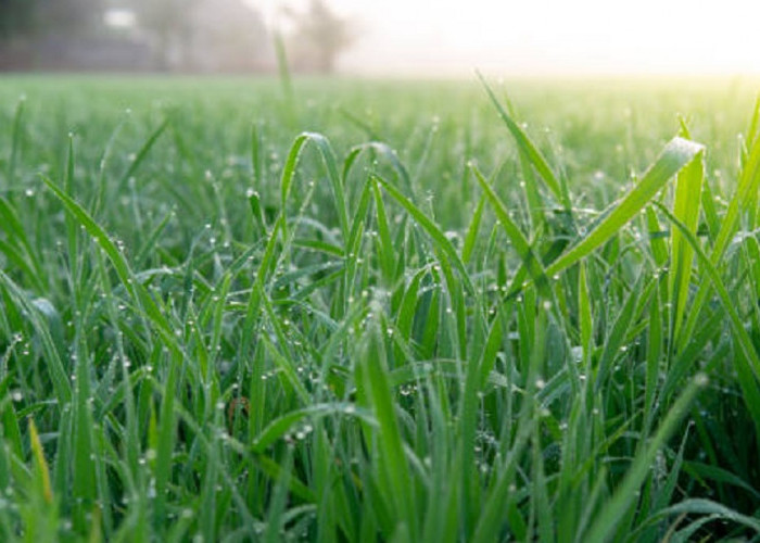 4 Alasan Pentingnya Untuk Menghindari Memotong Rumput Basah