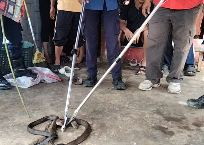 Warga Padang Lekat Geger, Ular Kobra Masuk Rumah Petani, Damkar Kepahiang Lakukan Evakuasi