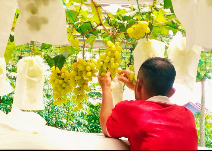 Cara Menanam Anggur di Samping Rumah bagi Pemula, Dijamin Hasil Panen Maksimal!