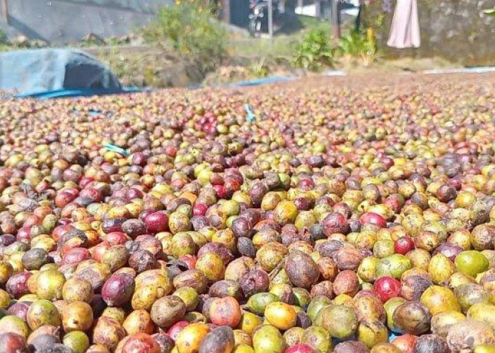 Anjlok Lagi, Harga Kopi di Kepahiang Sentuh Rp40ribu Perkilogram