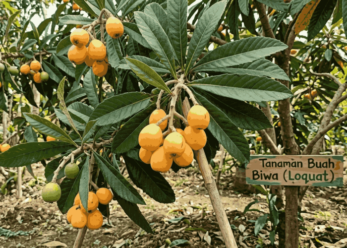 3 Pohon Buah Hijau Abadi Cocok Ditanam di Halaman Rumah
