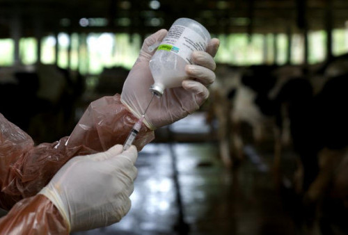 Vaksin PMK Untuk 2.000 Ekor Ternak
