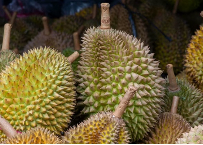 7 Panduan Praktis Memilih Durian, Berikut Tips Mengolah Raja Buah Dengan Sempurna