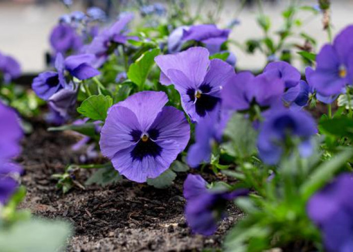 Solusi Kebun Mini Estetik dan Produktif, 5 Jenis Makanan Hias yang Bisa Dimakan