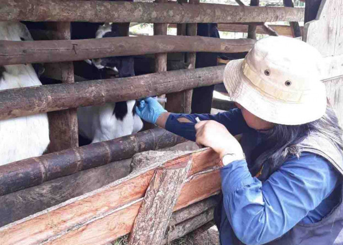 2.000 Vaksin Dipastikan Tersedia, Dinas Pertanian Kepahiang Geber Vaksinasi Hewan Qurban di Kepahiang