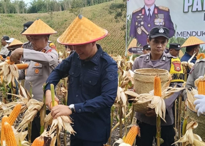 Jaga Ketahanan Pangan, Polda Bengkulu Panen Raya Jagung di Kepahiang