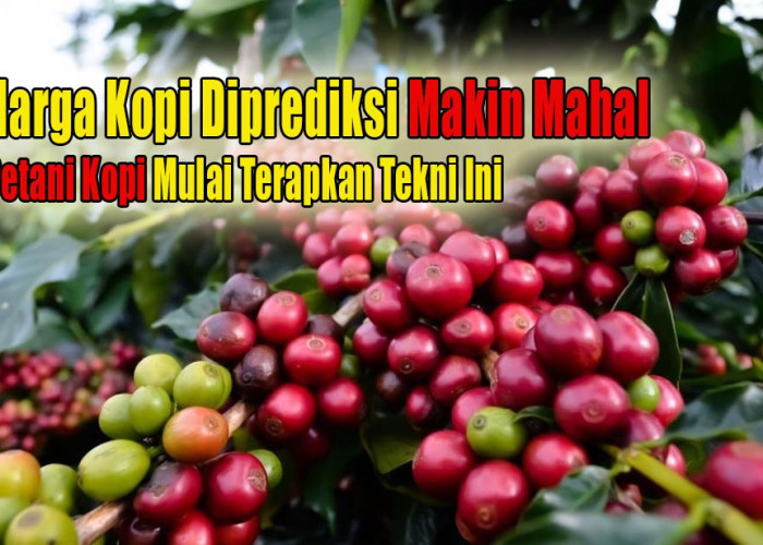 Harga Kopi Diprediksi Bakal Naik Terus, Petani Kopi Tingkatkan Produksi Menggunakan Teknik Okulasi