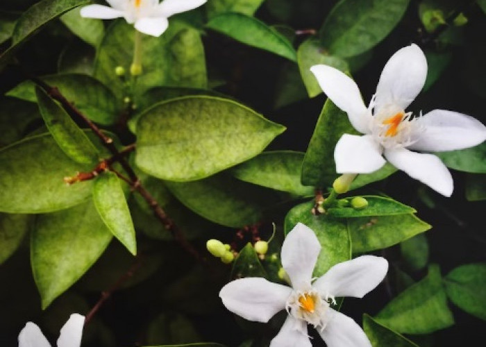 Sering Ditemukan di Sekitar Rumah, 5 Bunga Ini Dipercaya Dapat Mendatangkan Kekayaan dan Rezeki Berlimpah
