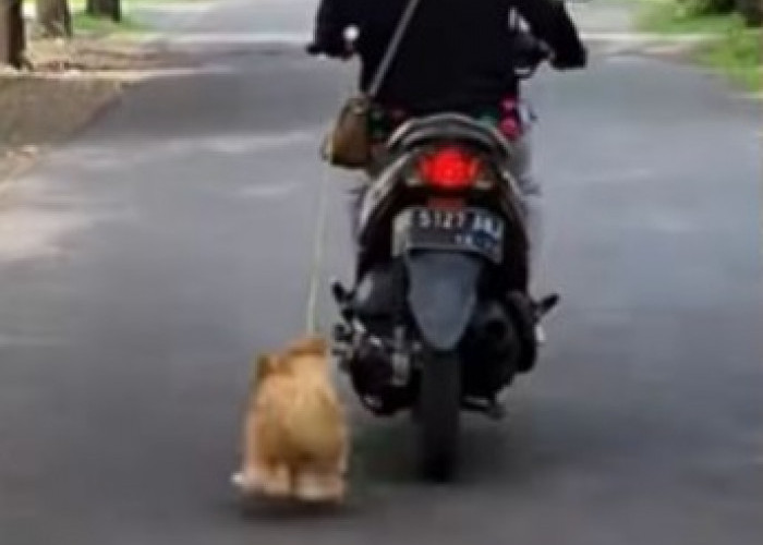 VIRAL! Ibu-Ibu Tarik Anjing Mungil Menggunakan Sepeda Motor, Kakinya Sampai Berdarah